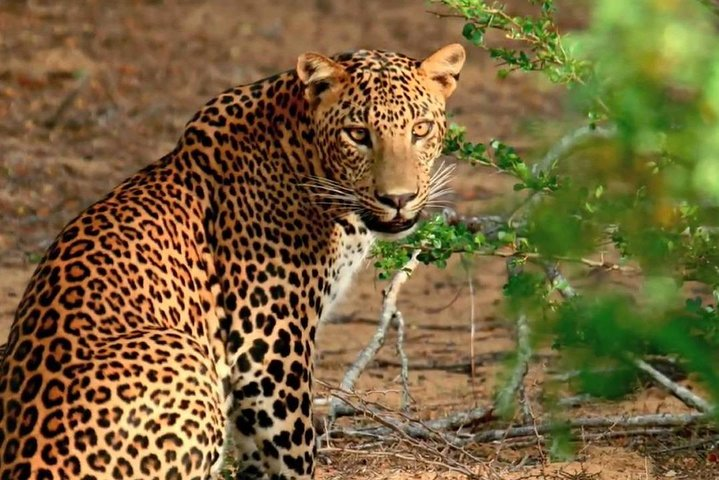 Galle & Yala National Park Safari From Colombo ( 3D 2N ) - Photo 1 of 9